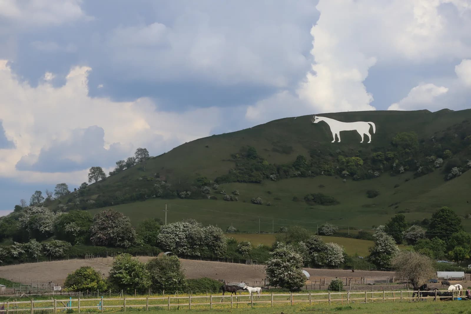 The Westbury White Horse cut into the chalk hillside below Bratton Camp, with the Wiltshire plain beyond.