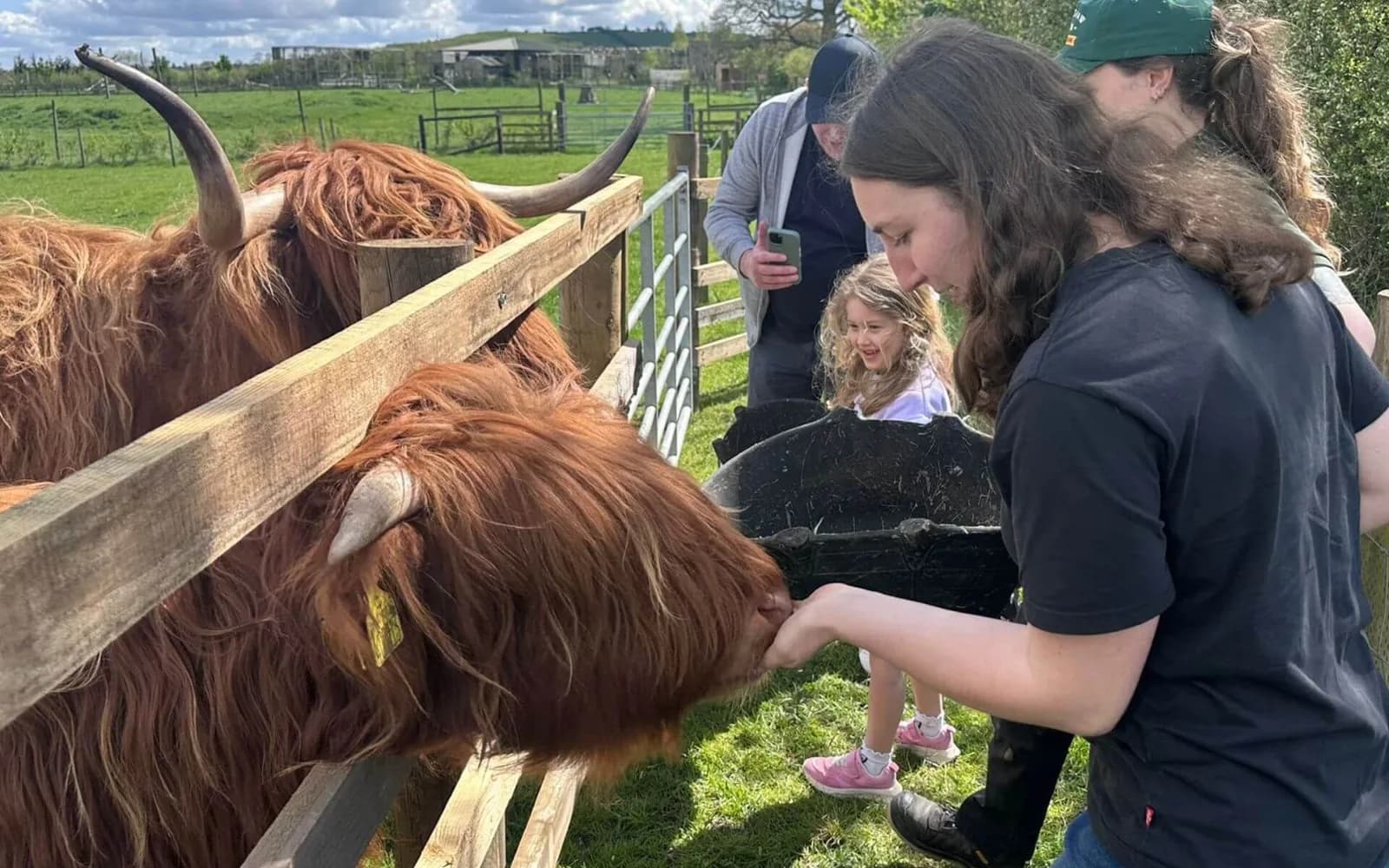 Highland cow experience - meet and feed our gorgeous girls at Hogshaw Farm