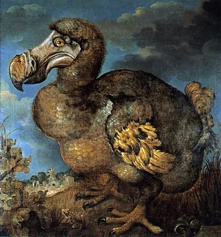 Oxford University Museum Of Natural History