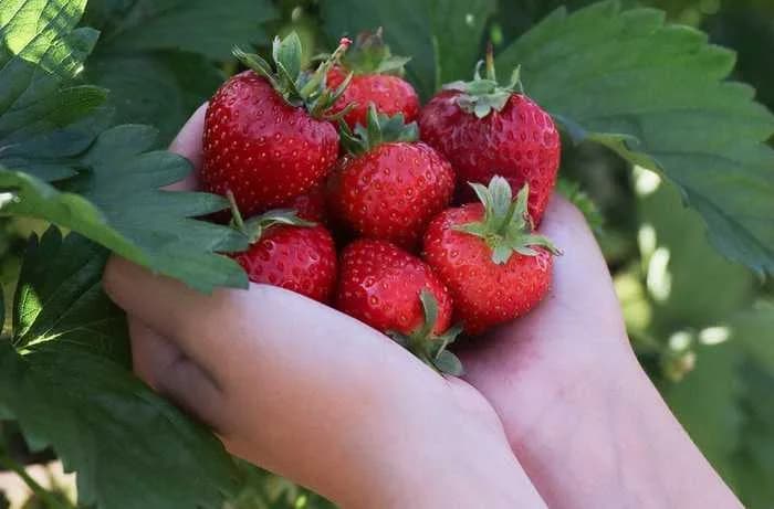 Strawberries growing at Forde Abbey Fruit Farm pick-your-own