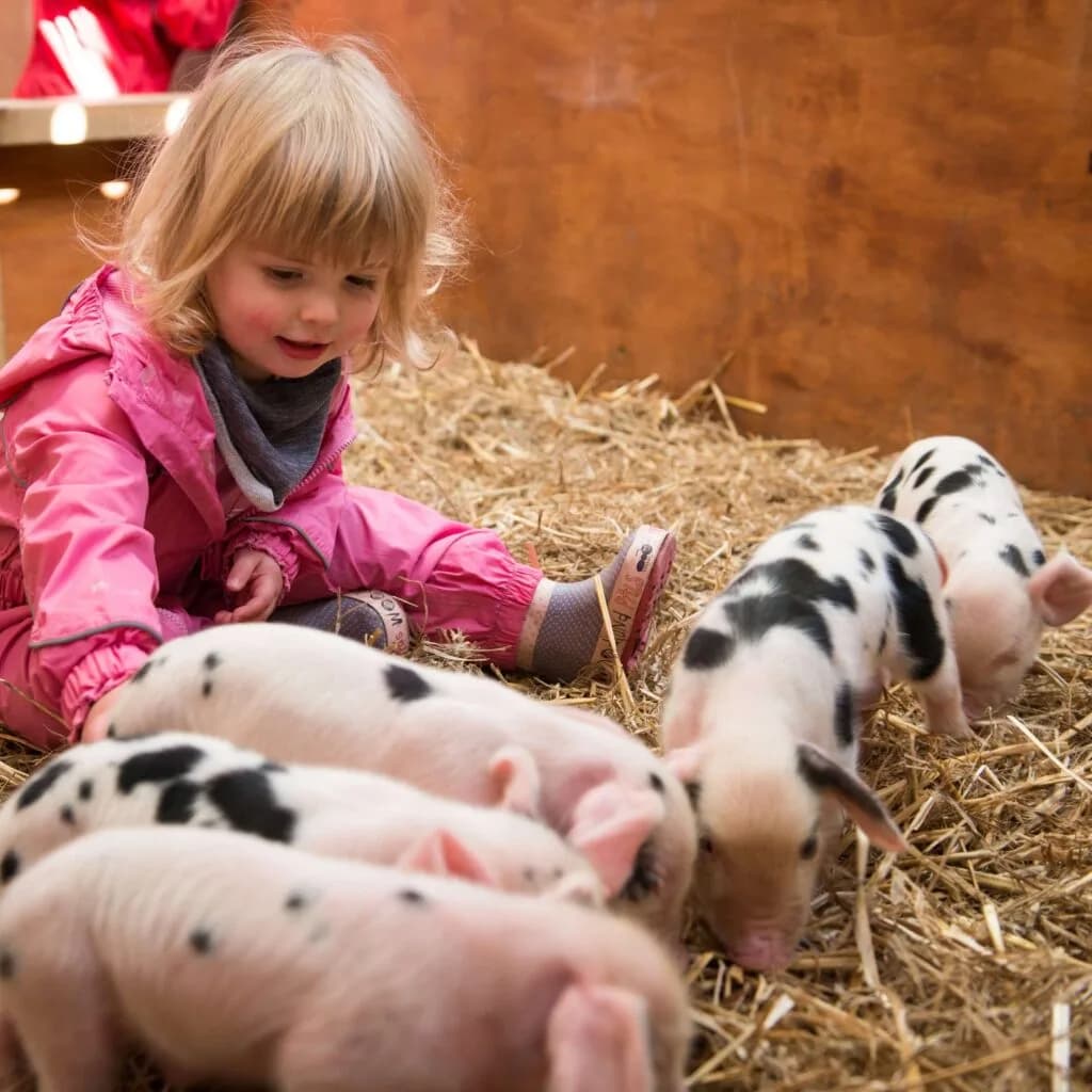 Children feeding piglets at Roves Farm petting farm