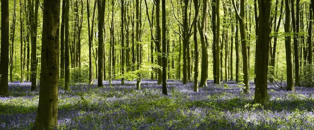 Forest floor full of bluebells at West Woods