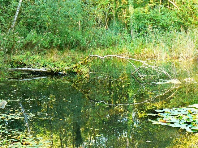 Lake at Stanton Park, Swindon