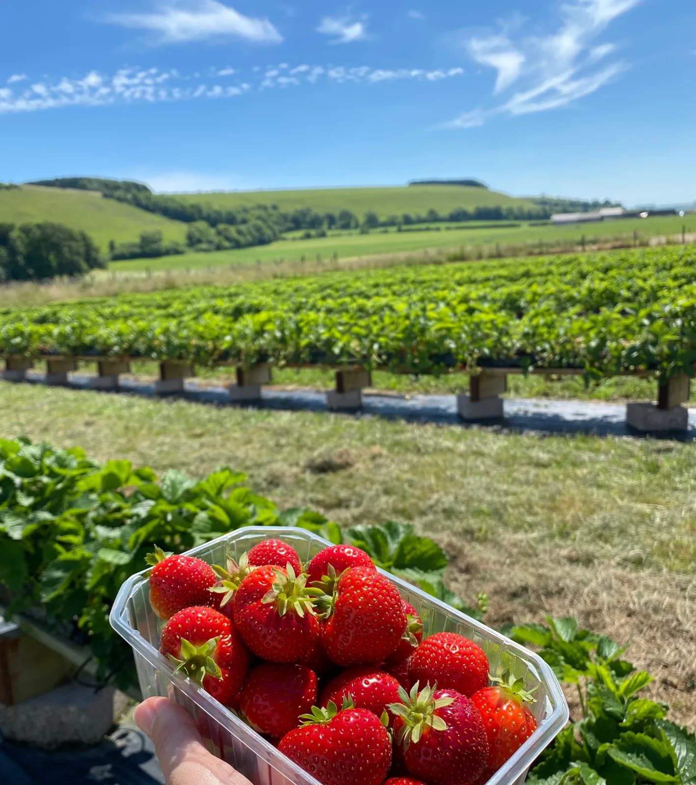 PYO Strawberries at Ansty PYO & Farm Shop