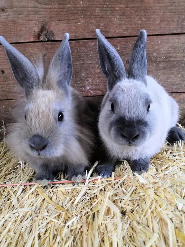 Two rabbits sitting on straw at Floralands Farm Park