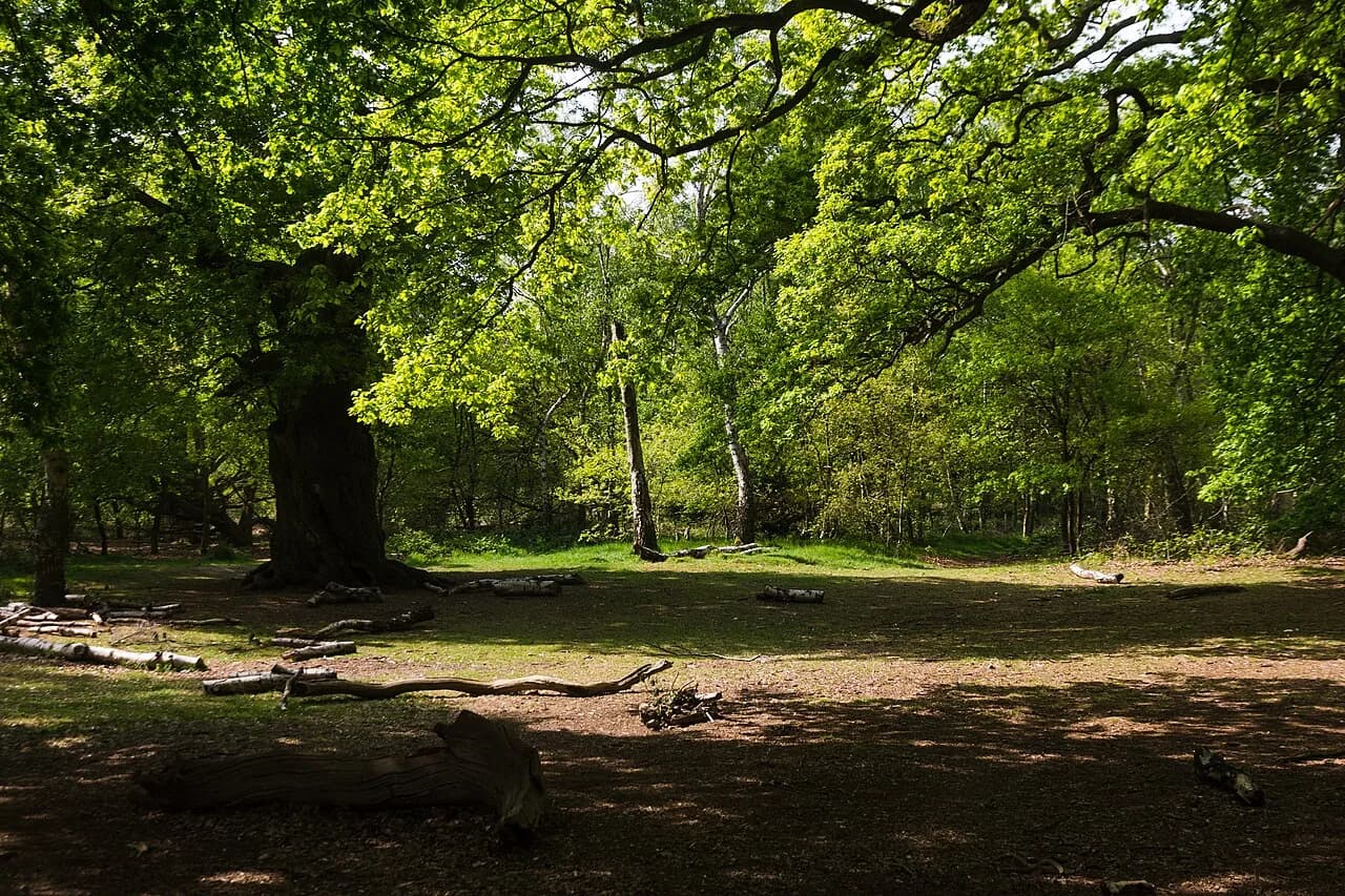 Sherwood Forest