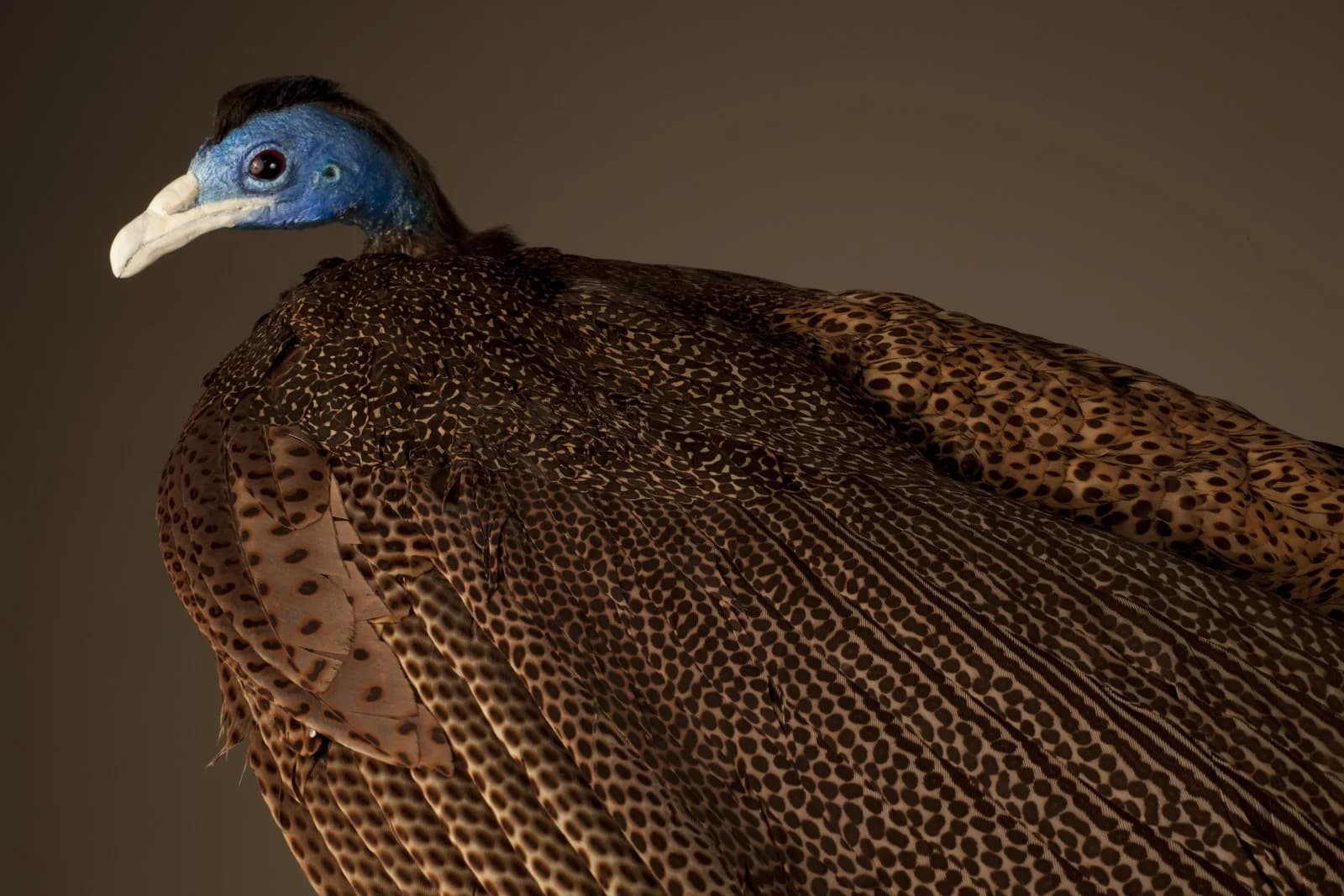 Great Argus pheasant taxidermy specimen in the Natural History Museum at Wollaton Hall