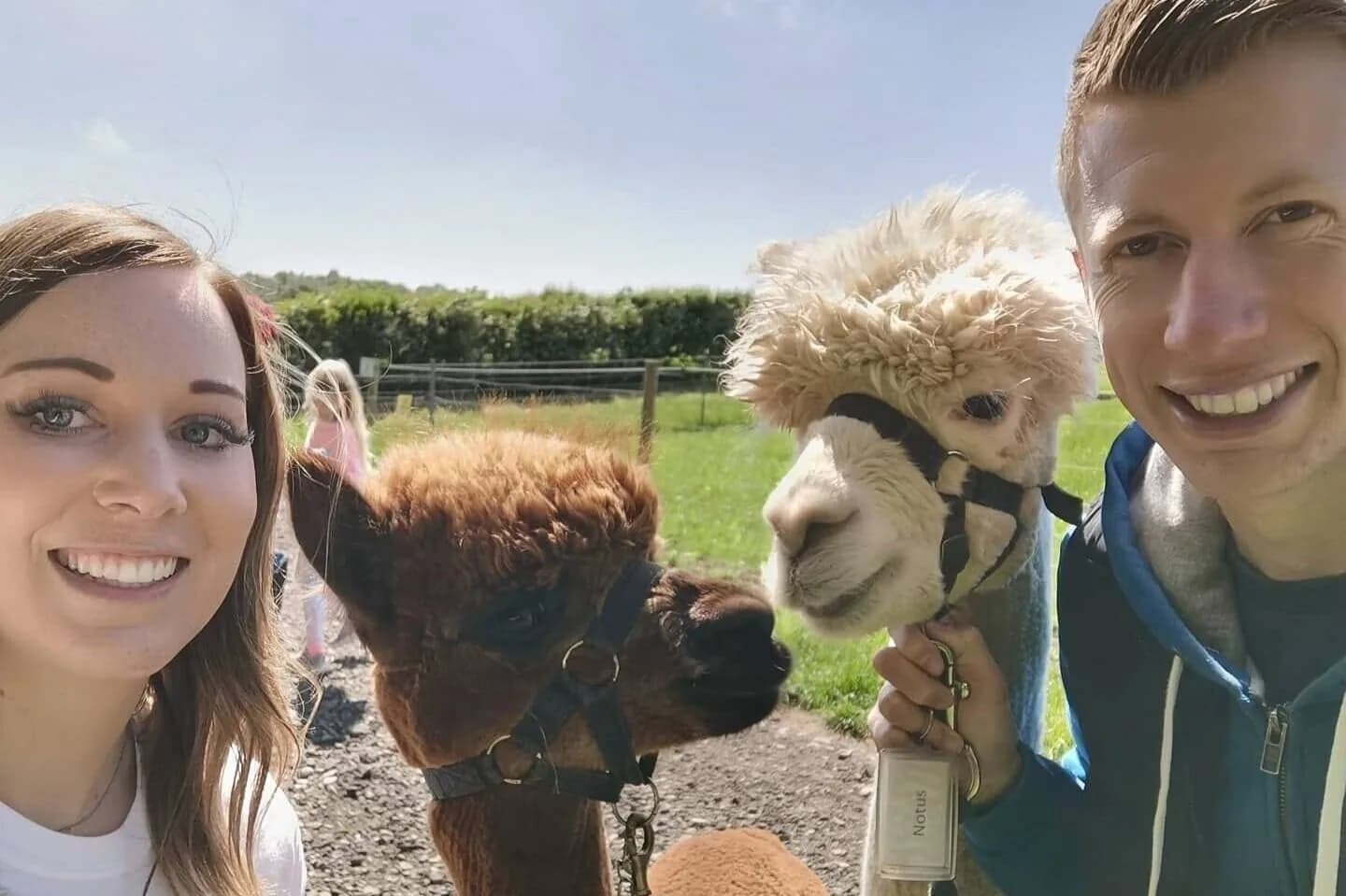 Visitors walking with alpacas at Charnwood Forest Alpacas farm