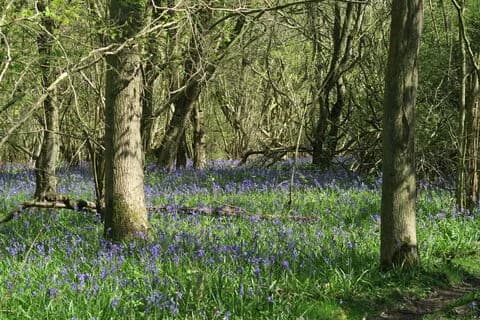 Bluebells carpeting the ancient woodland floor at Prior's Coppice nature reserve in Rutland