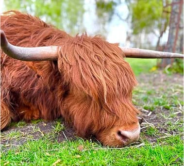 Highland cow at Tattershall Farm Park