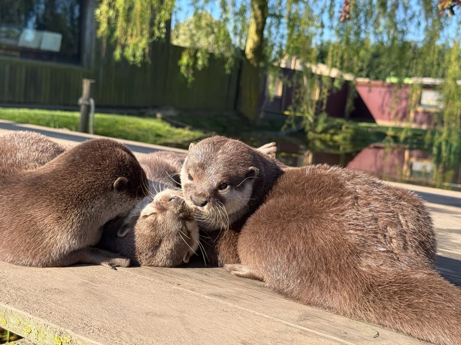 Group of otters resting on wooden deck at Lincolnshire Wildlife Park