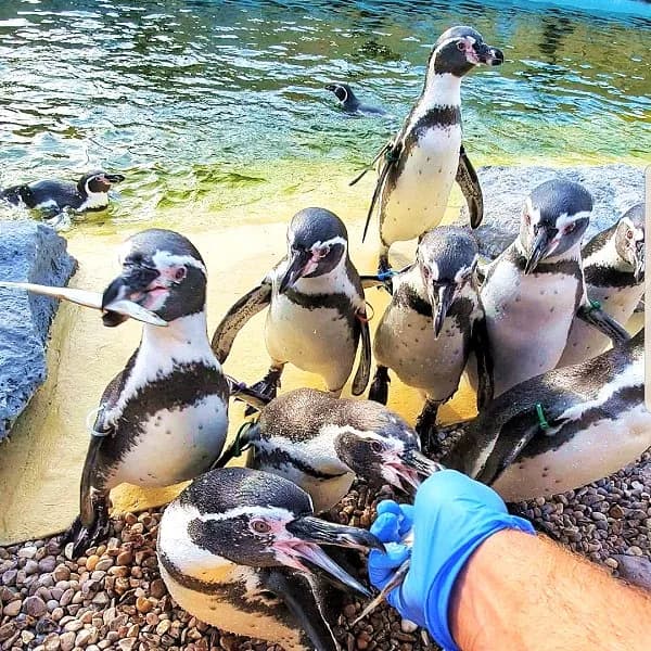Humboldt penguins being hand-fed at Lincoln Zoo