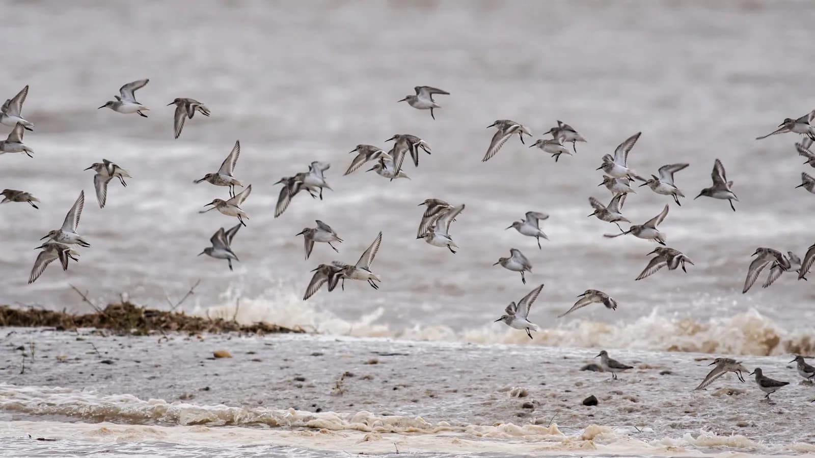 Waders roosting on the shore at Gibraltar Point National Nature Reserve