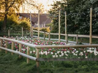 Tulip garden with festoon lights at West Lodge Farm Park