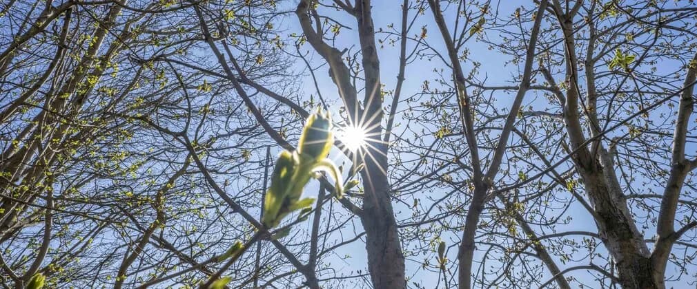 Tree bud in front of the sun at Salcey Forest