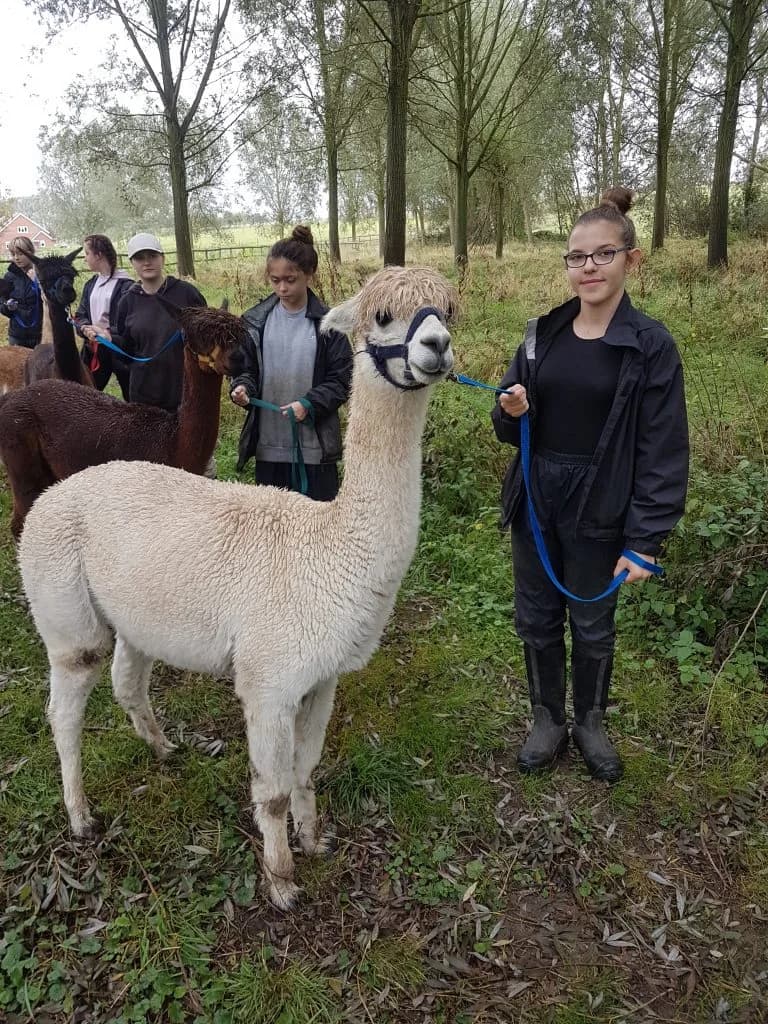 Alpaca walking experience at Blackwater Alpacas & Pygmy Goats