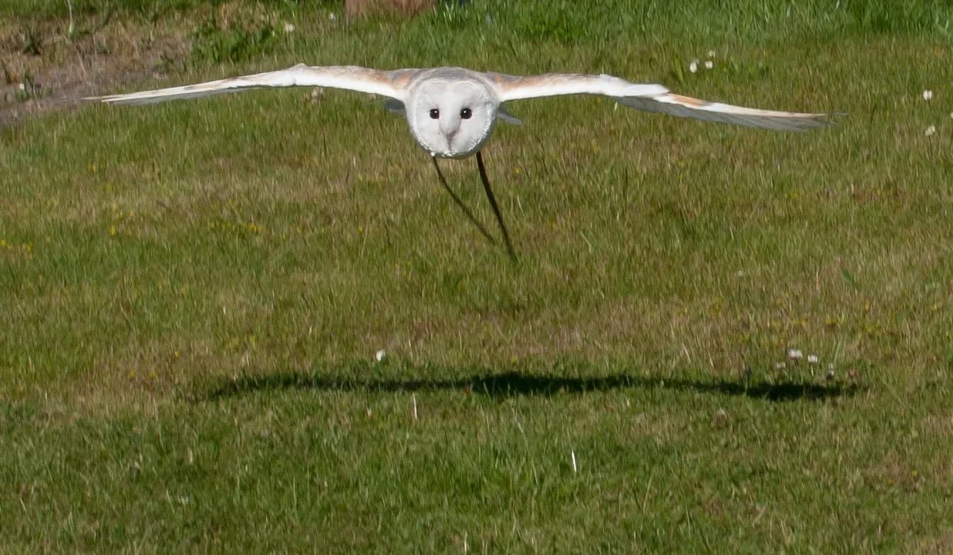 Barn owl at The Raptor Foundation, Woodhurst