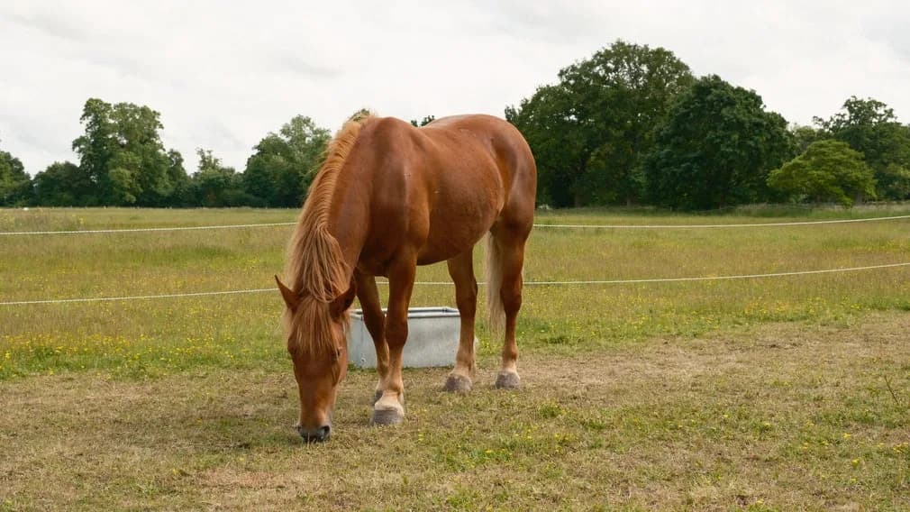 Suffolk Punch horse Joan at Wimpole Home Farm