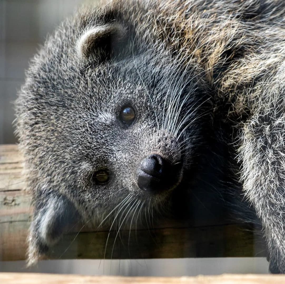 Binturong resting on a wooden beam at Hamerton Zoo Park