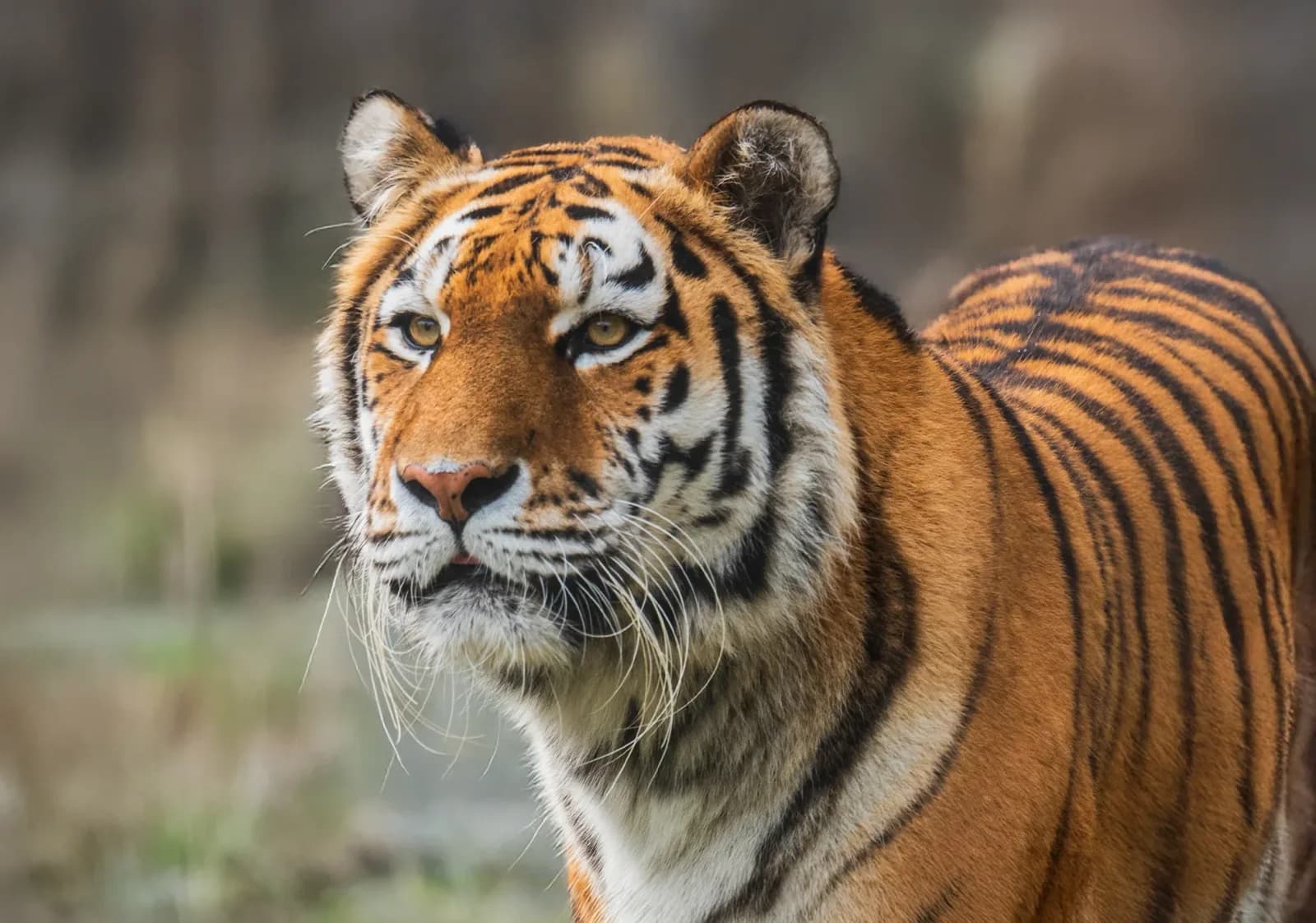 Tiger at Banham Zoo