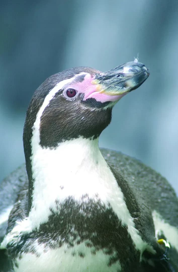 Humboldt penguin at SEA LIFE Great Yarmouth