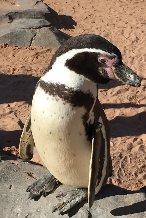 Humboldt penguin at SEA LIFE Hunstanton