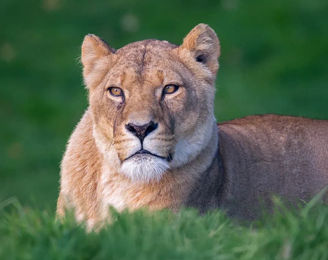 Lion at Africa Alive Zoological Reserve in Lowestoft
