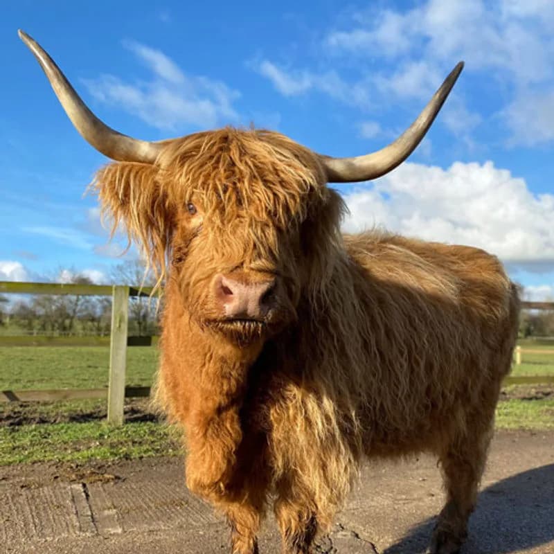 Highland cow at Easton Farm Park