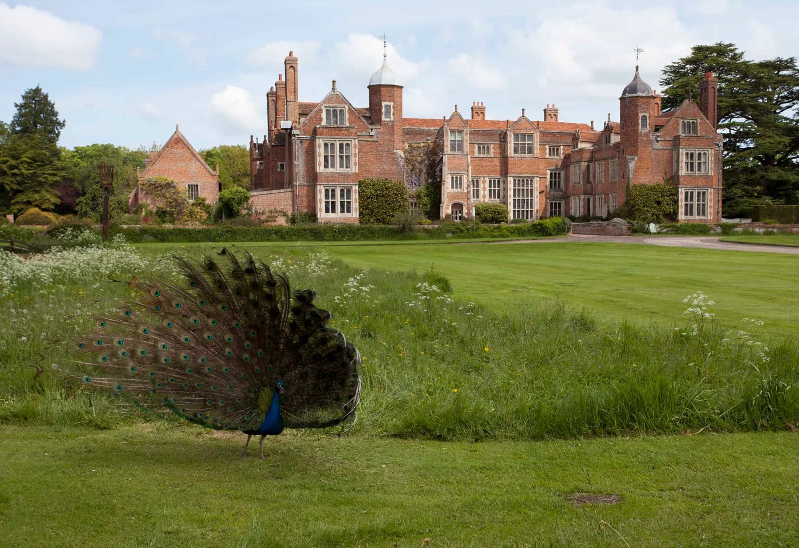 Kentwell Hall house and grounds with peacock on the lawn, Long Melford