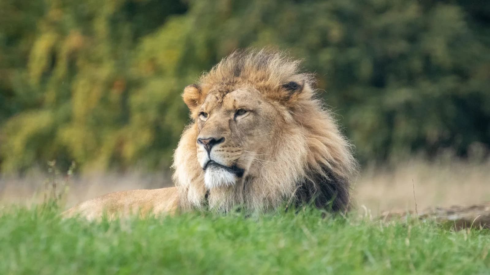 ZSL Whipsnade Zoo, Dunstable - the 600-acre conservation zoo grounds