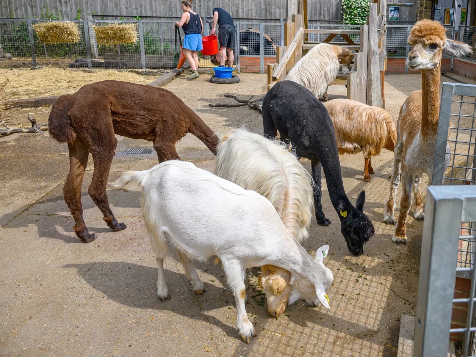 Alpacas and a goat in the animal paddock at Vauxhall City Farm