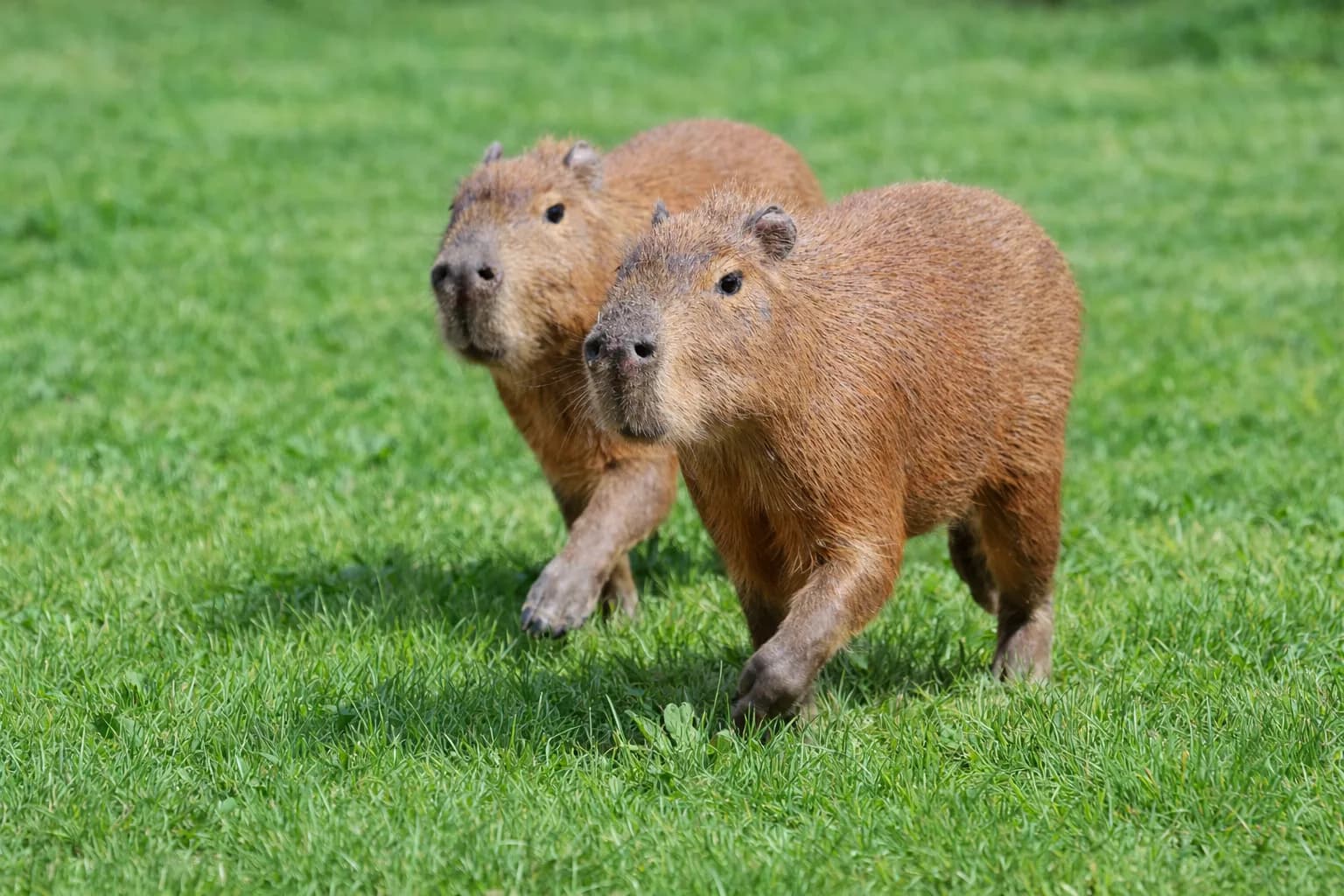 Capybara at Hobbledown Heath in Hounslow