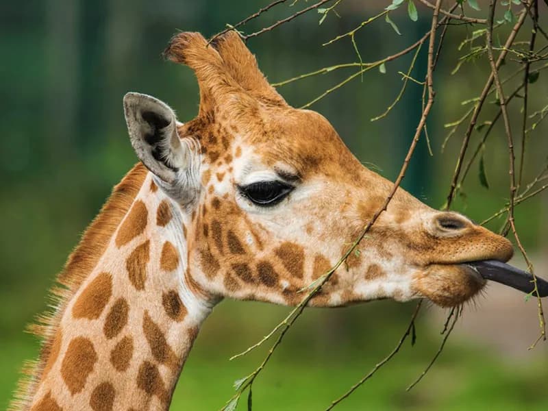 Giraffe at Blackpool Zoo