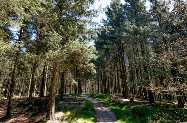 Woodland trail through the conifer plantation at Beacon Fell Country Park, Lancashire