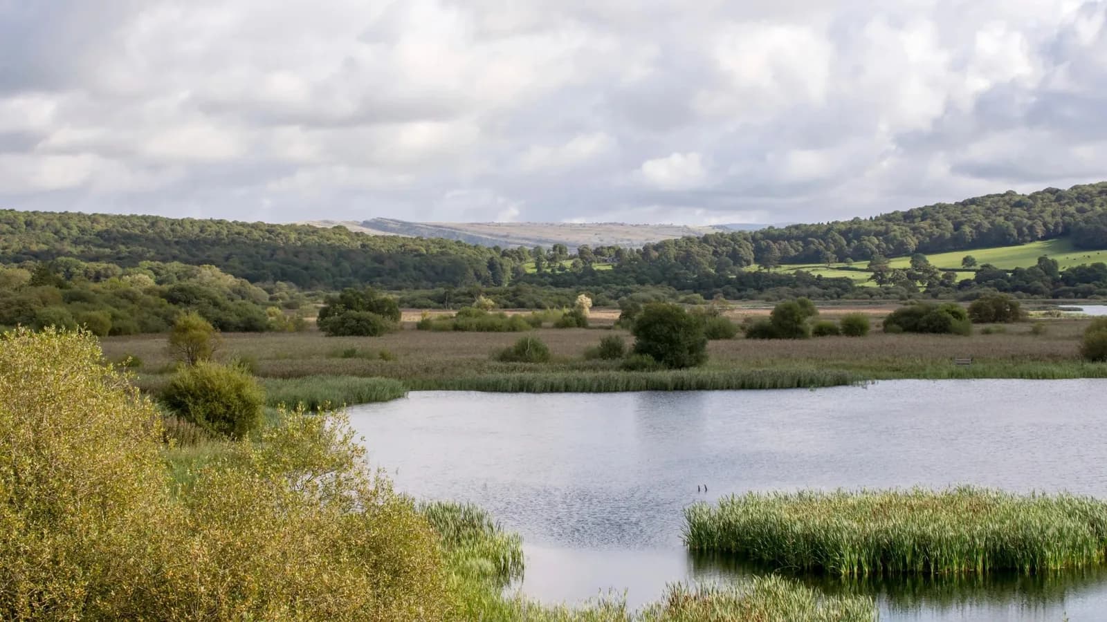 Panoramic view over the reedbeds from the Skytower at Leighton Moss RSPB near Carnforth