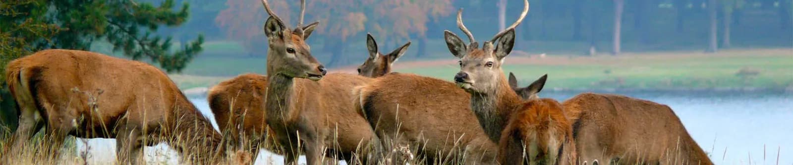 Red and fallow deer grazing in the 1,000-acre parkland at Tatton Park, Knutsford