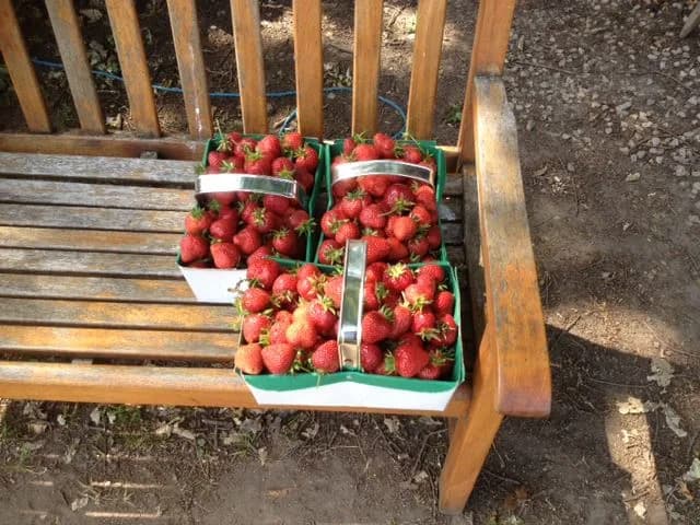 Poynton Fruit Farm - pick your own strawberries