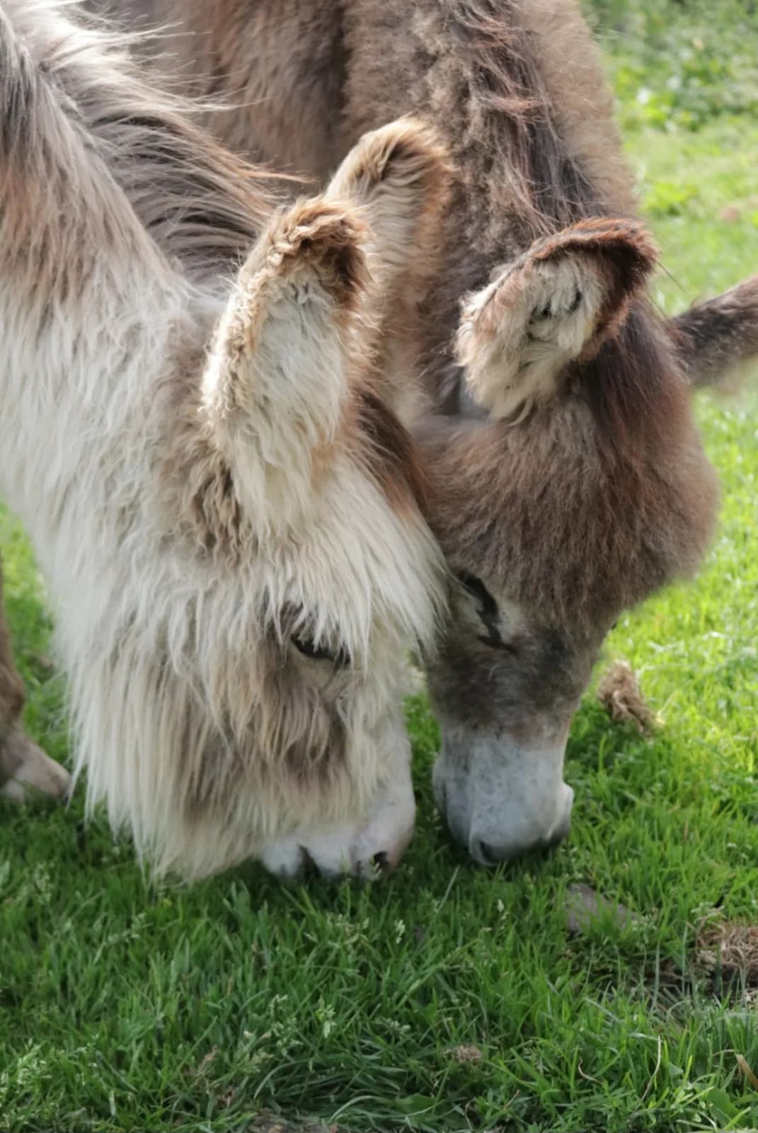 Acorn Farm, Liverpool