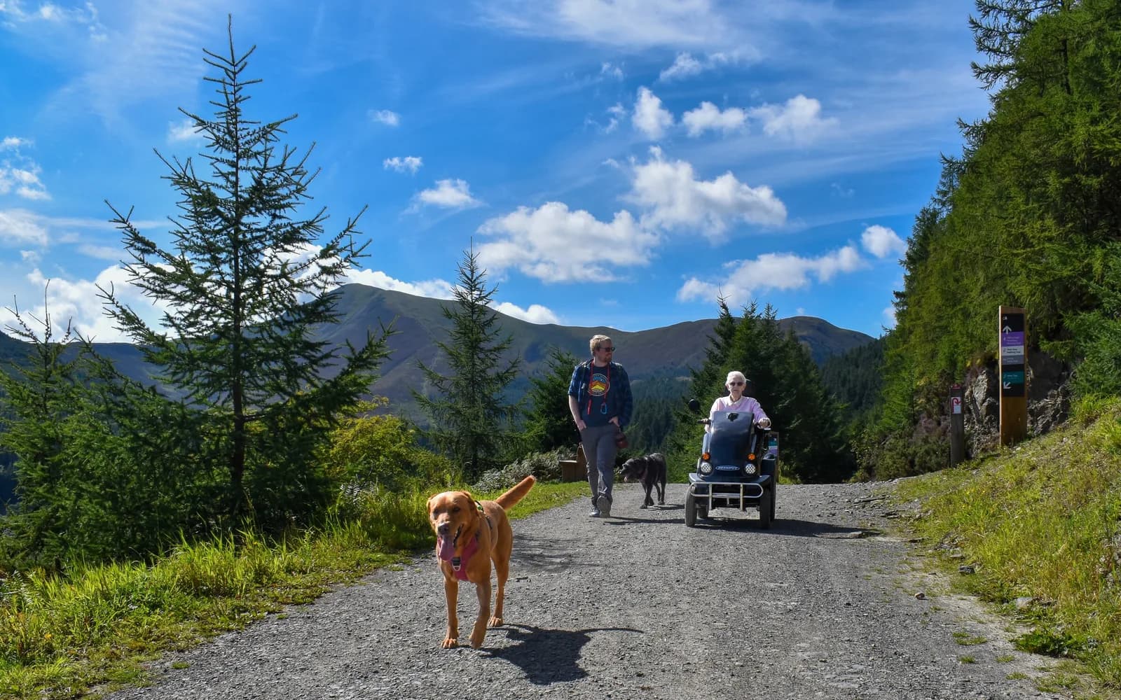 Whinlatter Forest, Keswick