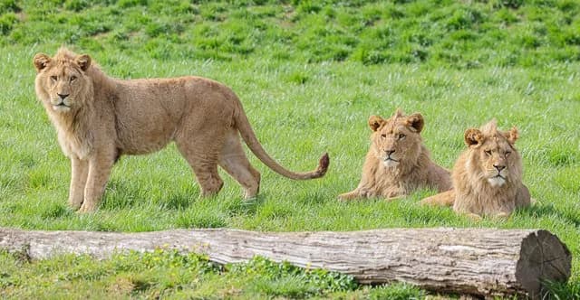 Belfast Zoo — three lions relaxing in a grassy enclosure
