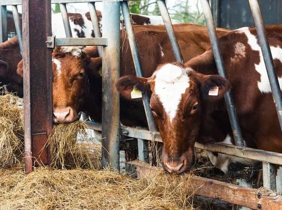 Cows feeding at the working farm, National Museum of Rural Life
