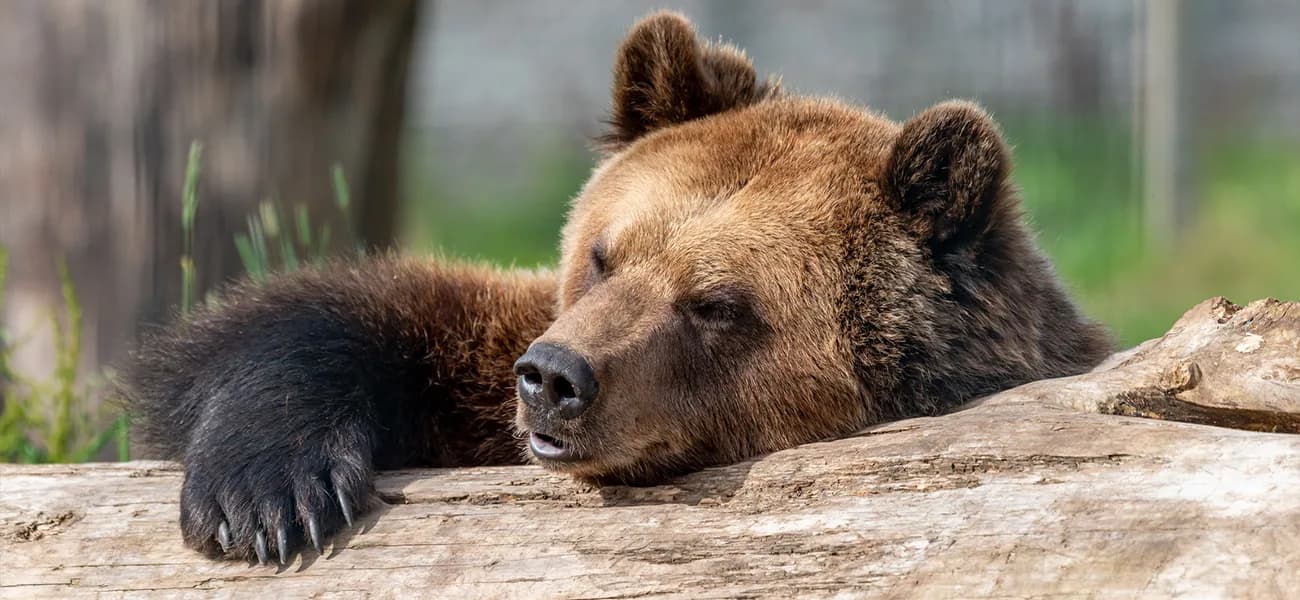European brown bears at Camperdown Wildlife Centre