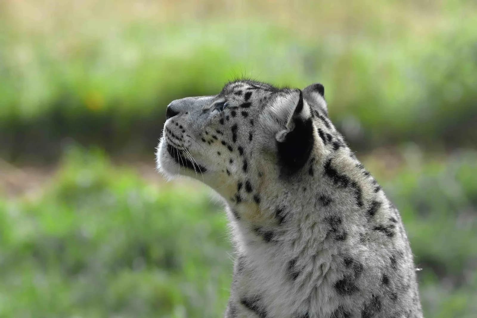 Snow leopard at Highland Wildlife Park