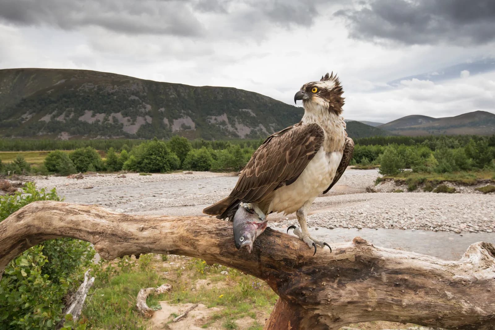 Osprey perched on an old tree with a fish in its talons in the Cairngorms National Park