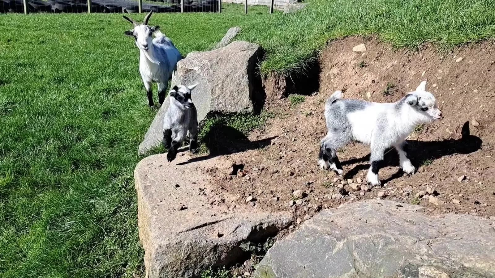 Heads of Ayr Farm Park - outdoor animal area and play facilities