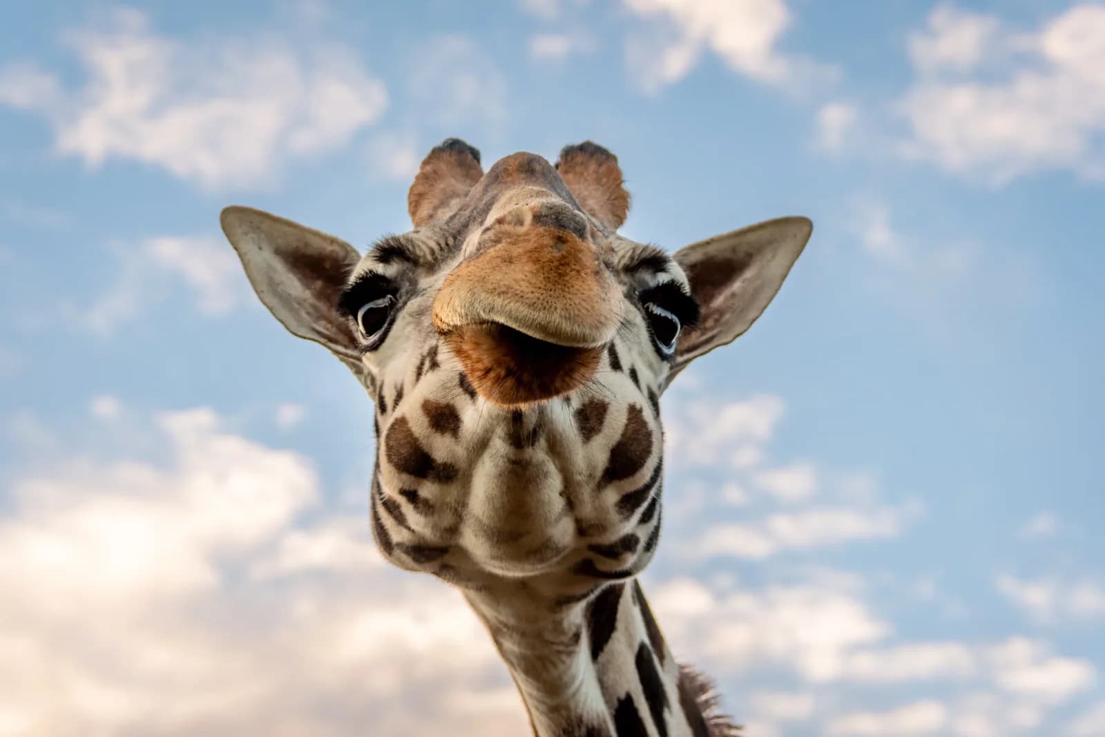 A giraffe at Blair Drummond Safari Park
