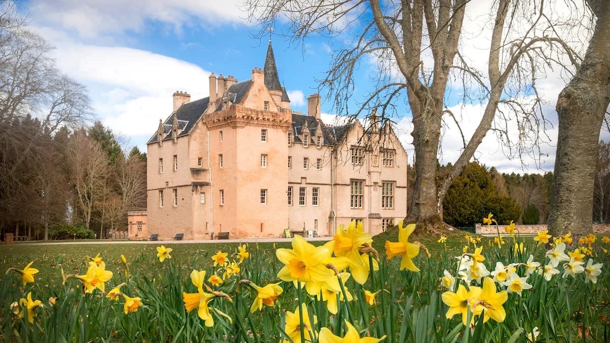 Brodie Castle, a turreted rose-coloured castle surrounded by spring daffodils