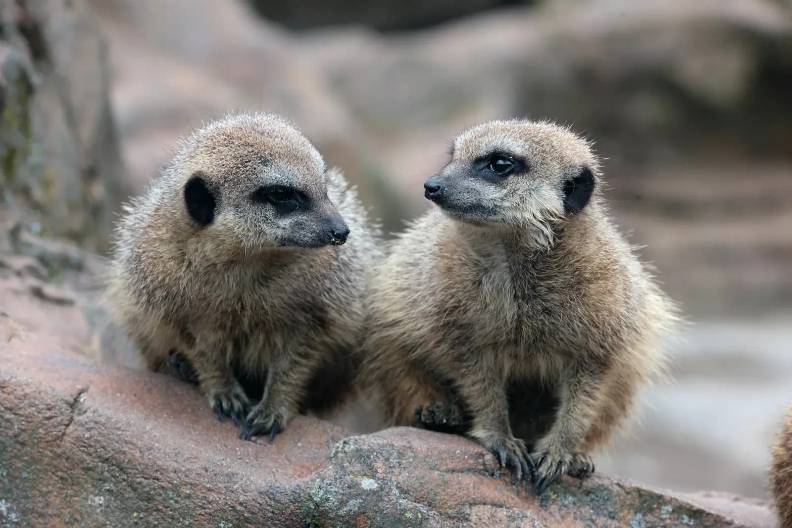 Meerkat at Exmoor Zoo