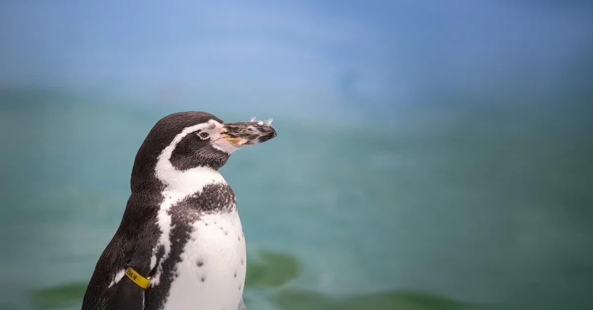 Newquay Zoo, Newquay