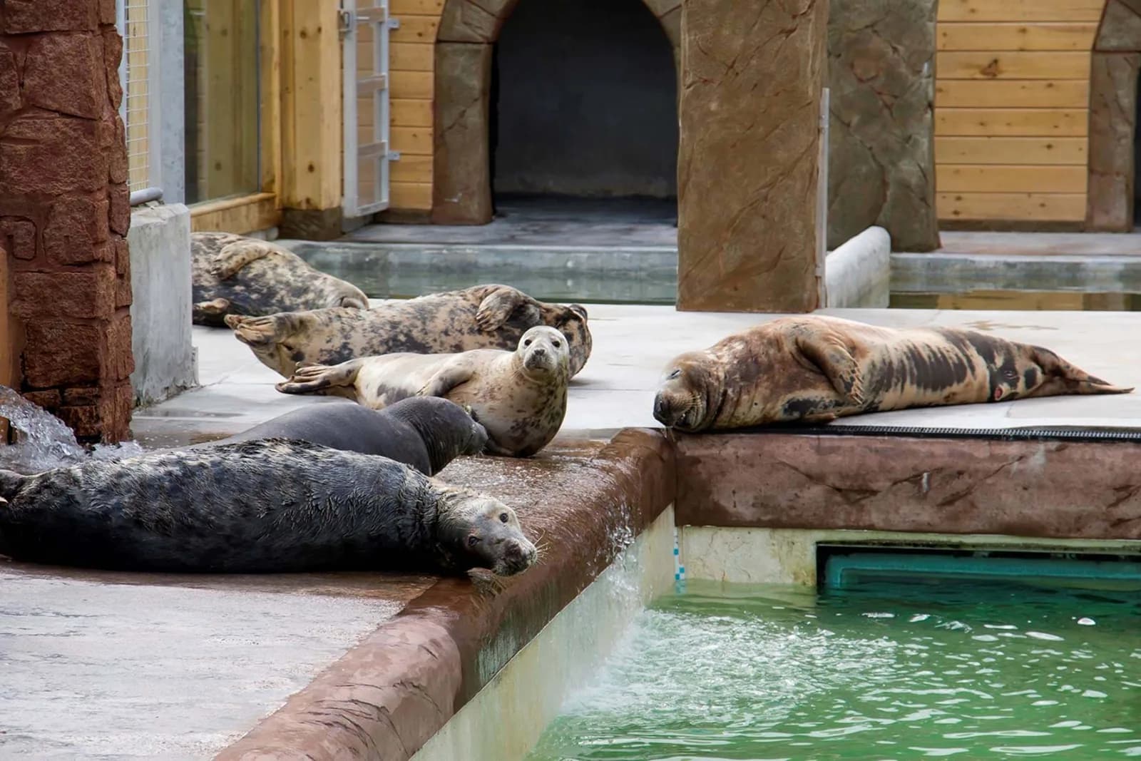 Cornish Seal Sanctuary, Gweek